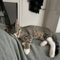Photo of Leo