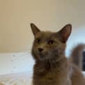Photo of Athena