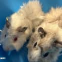 Photo of Breadcrumb And Centuri