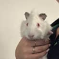 Photo of Breadcrumb And Centuri