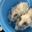 Photo of Breadcrumb And Centuri