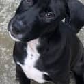 Photo of Luna