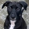 Photo of Luna