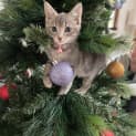 Photo of Jeanie **2nd Chance Cat Rescue**