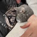 Photo of Jeanie **2nd Chance Cat Rescue**