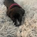 Photo of Harper   11 Week Old Dachshund X (Trial)