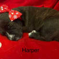 Photo of Harper   11 Week Old Dachshund X (Trial)