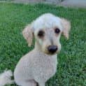 Photo of Chester
