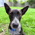 Photo of Jazzie