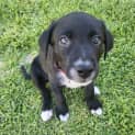 Photo of Walnut