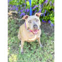 Photo of Willow *$250 Adoption Fee*