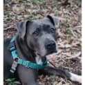 Photo of Skye *$250 Adoption Fee*