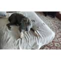 Photo of Skye *$250 Adoption Fee*