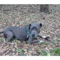 Photo of Skye *$250 Adoption Fee*
