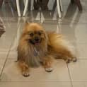 Photo of Loki