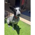 Photo of Muffin *$150 Adoption Fee*
