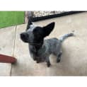 Photo of Muffin *$150 Adoption Fee*