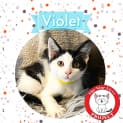 Photo of Violet *9 Lives Project Rescue*
