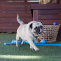 Photo of Kiki