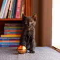 Photo of Minty