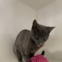 Photo of Pudding