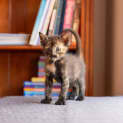 Photo of Fae