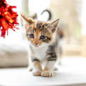 Photo of Quill