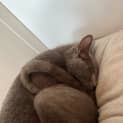 Photo of Frankie