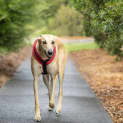 Photo of Jensen 5 Year Old Greyhound