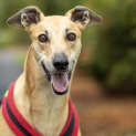 Photo of Jensen 5 Year Old Greyhound