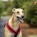 Photo of Jensen 5 Year Old Greyhound