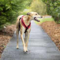 Photo of Jensen 5 Year Old Greyhound