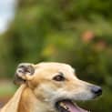 Photo of Jensen 5 Year Old Greyhound