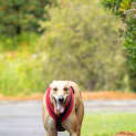Photo of Jensen 5 Year Old Greyhound