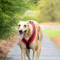 Photo of Jensen 5 Year Old Greyhound