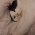 Photo of Sammy