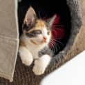 Photo of Evie