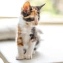 Photo of Evie