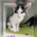 Photo of Binx