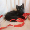 Photo of Sirius