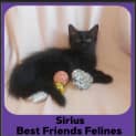 Photo of Sirius