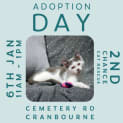 Photo of Cailler ** 2nd Chance Cat Rescue**
