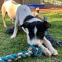 Photo of Dizzy