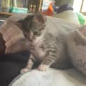 Photo of Tanza ** 2nd Chance Cat Rescue**