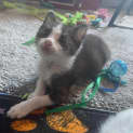 Photo of Zambi **2nd Chance Cat Rescue**