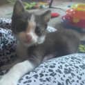 Photo of Zambi **2nd Chance Cat Rescue**