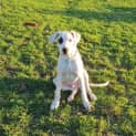 Photo of Patch