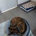 Photo of Kimba