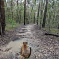 Photo of Kimba