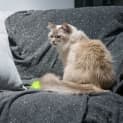 Photo of Bella **2nd Chance Cat Rescue**